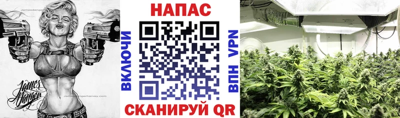 ссылка на мегу вход  Нововоронеж  Канабис гибрид 